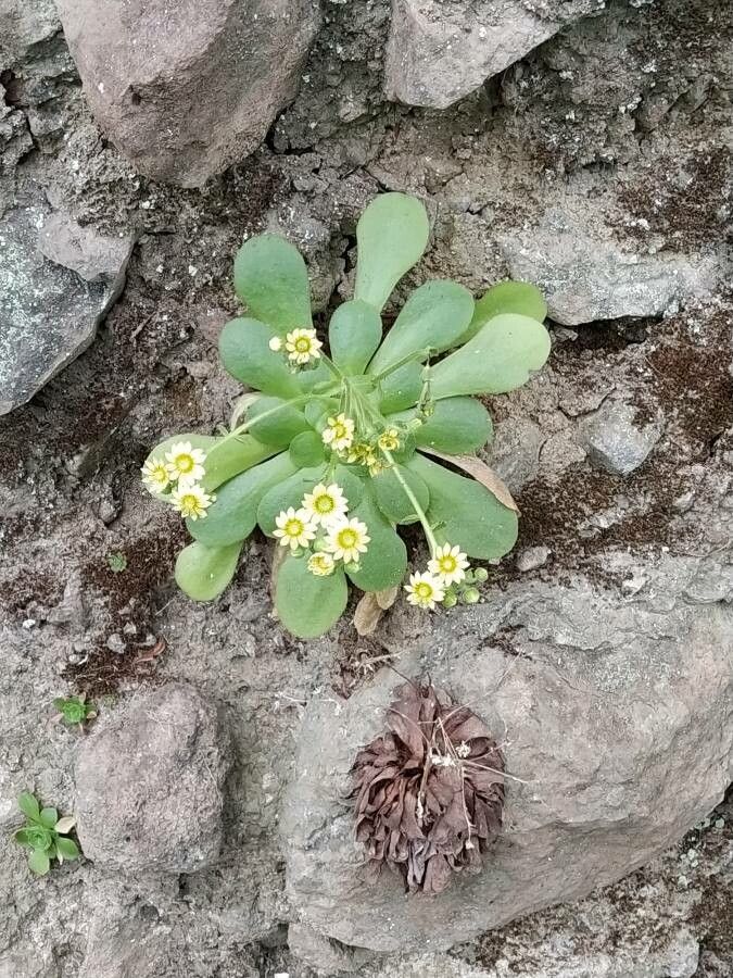 Aeonium glandulosum habit