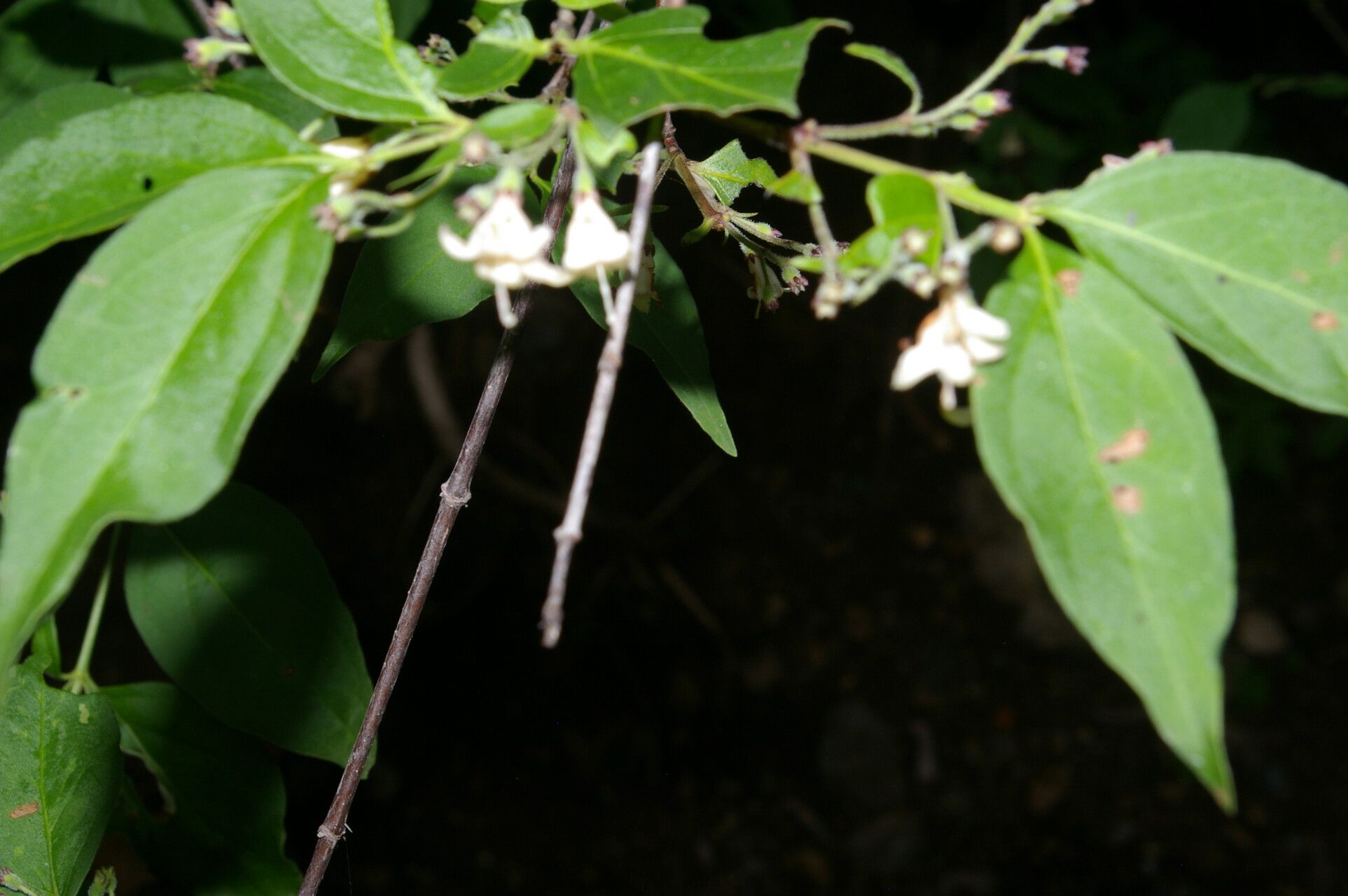 Chiococca semipilosa flower