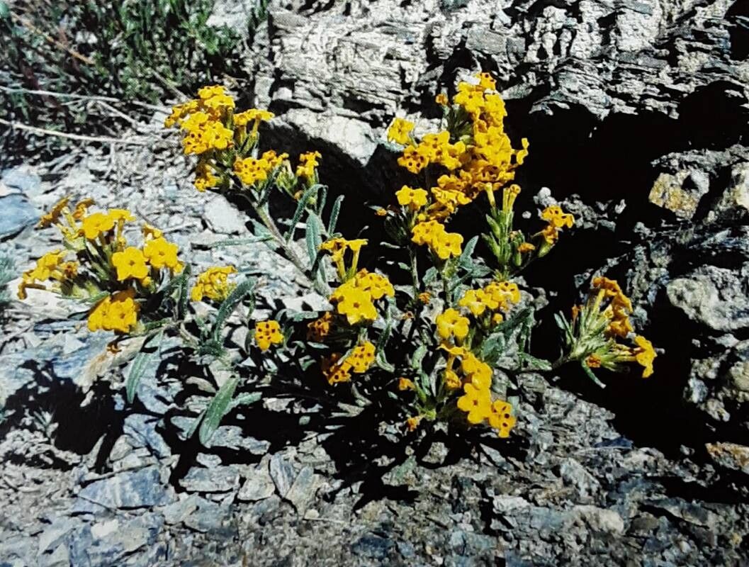 Arnebia guttata — related species from the same genus