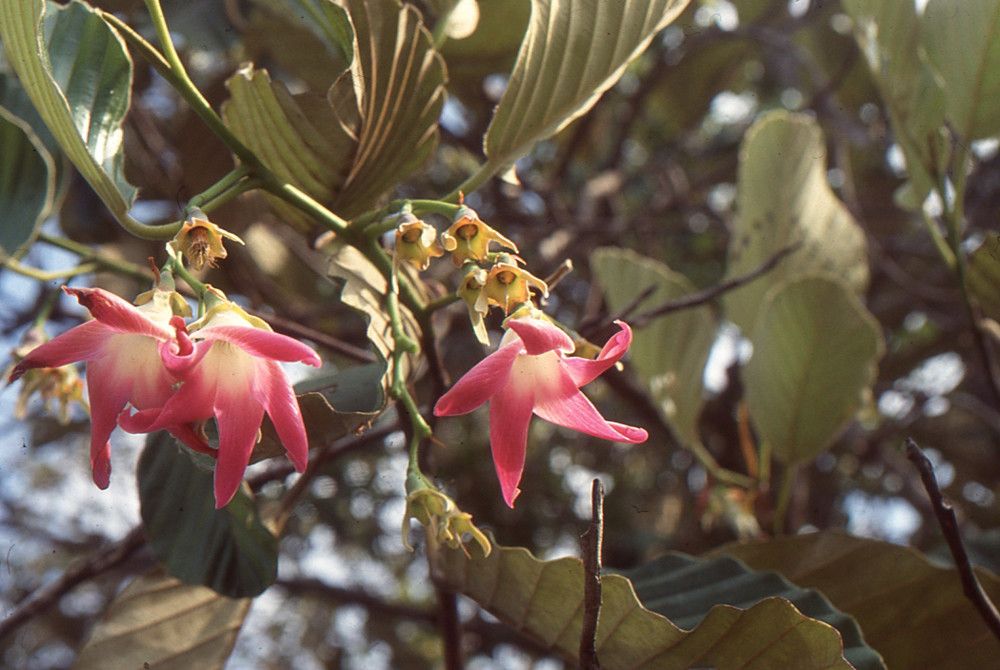 Dipterocarpus obtusifolius flower
