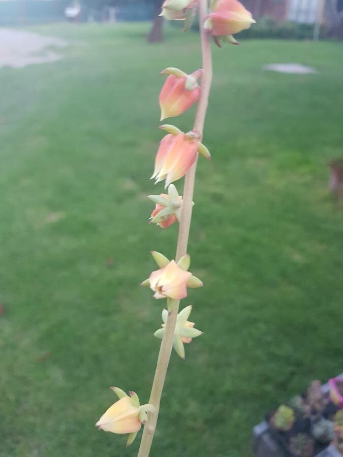Echeveria nodulosa flower
