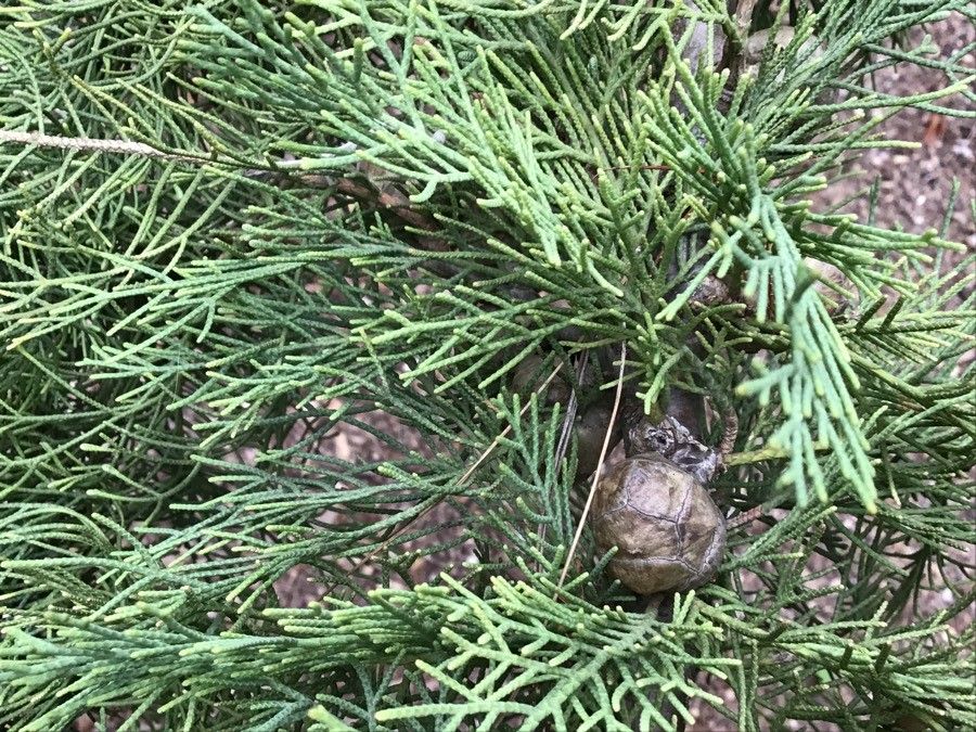 Cupressus dupreziana fruit