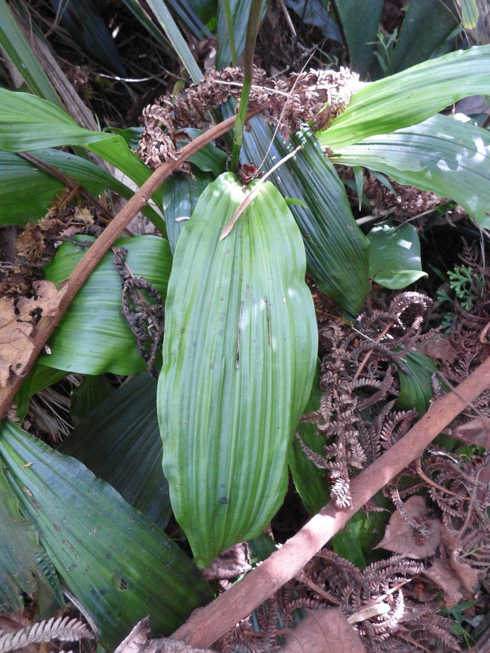 Calanthe sylvatica — search result for 'Sierra Leone'