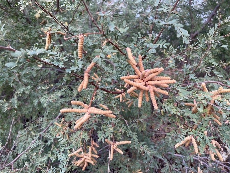 Prosopis pubescens fruit