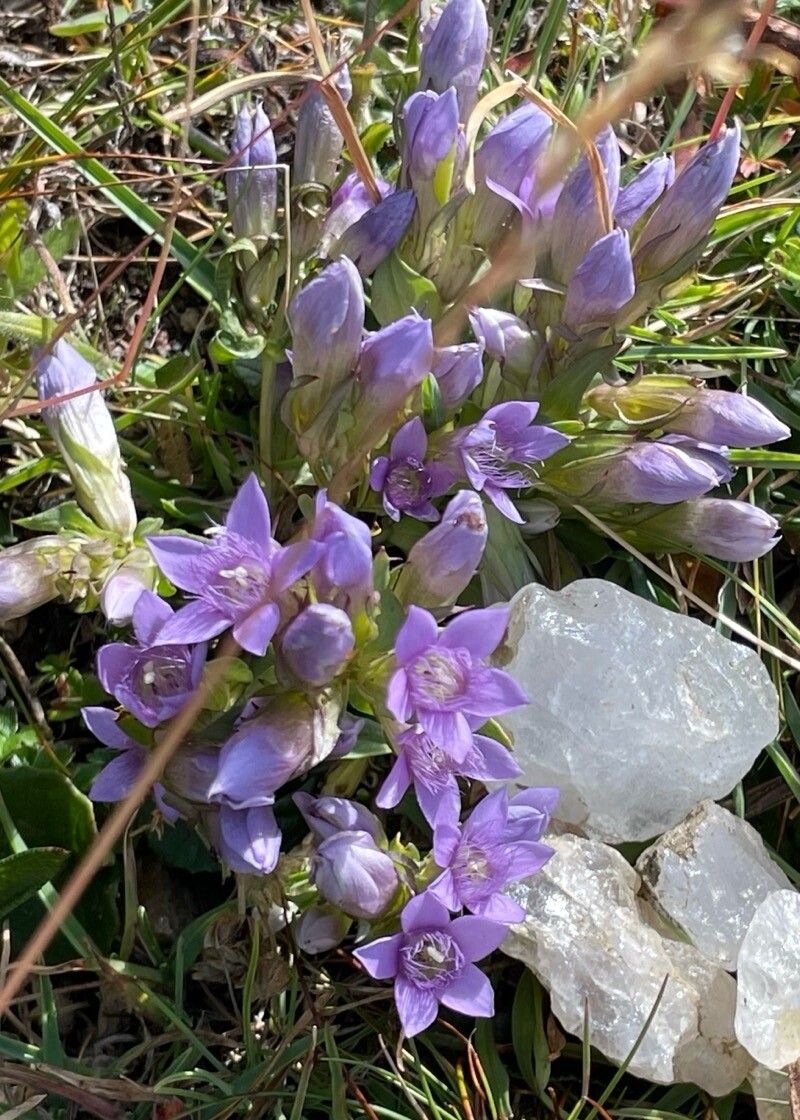 Gentianella obtusifolia flower