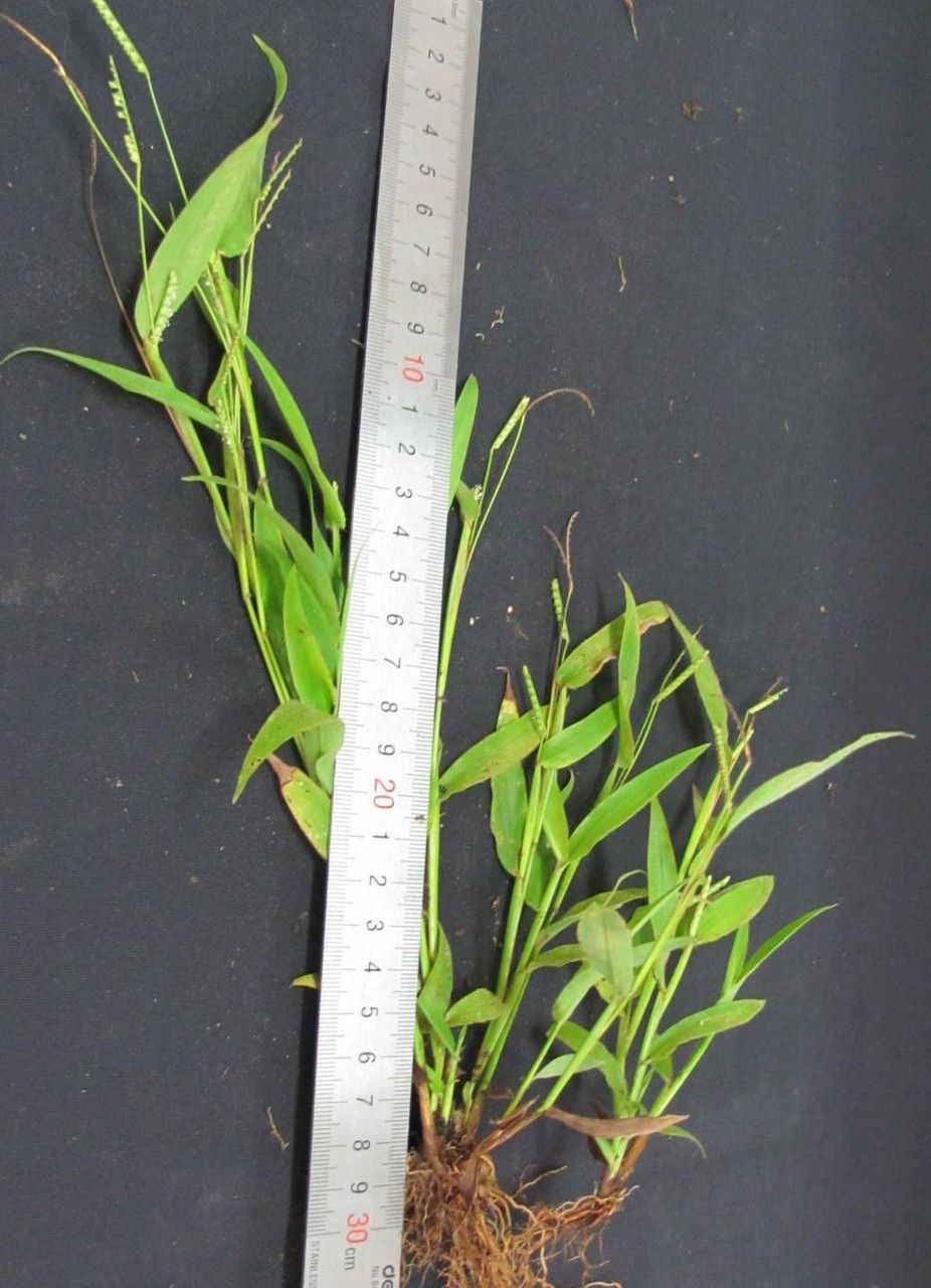 Paspalum decumbens other