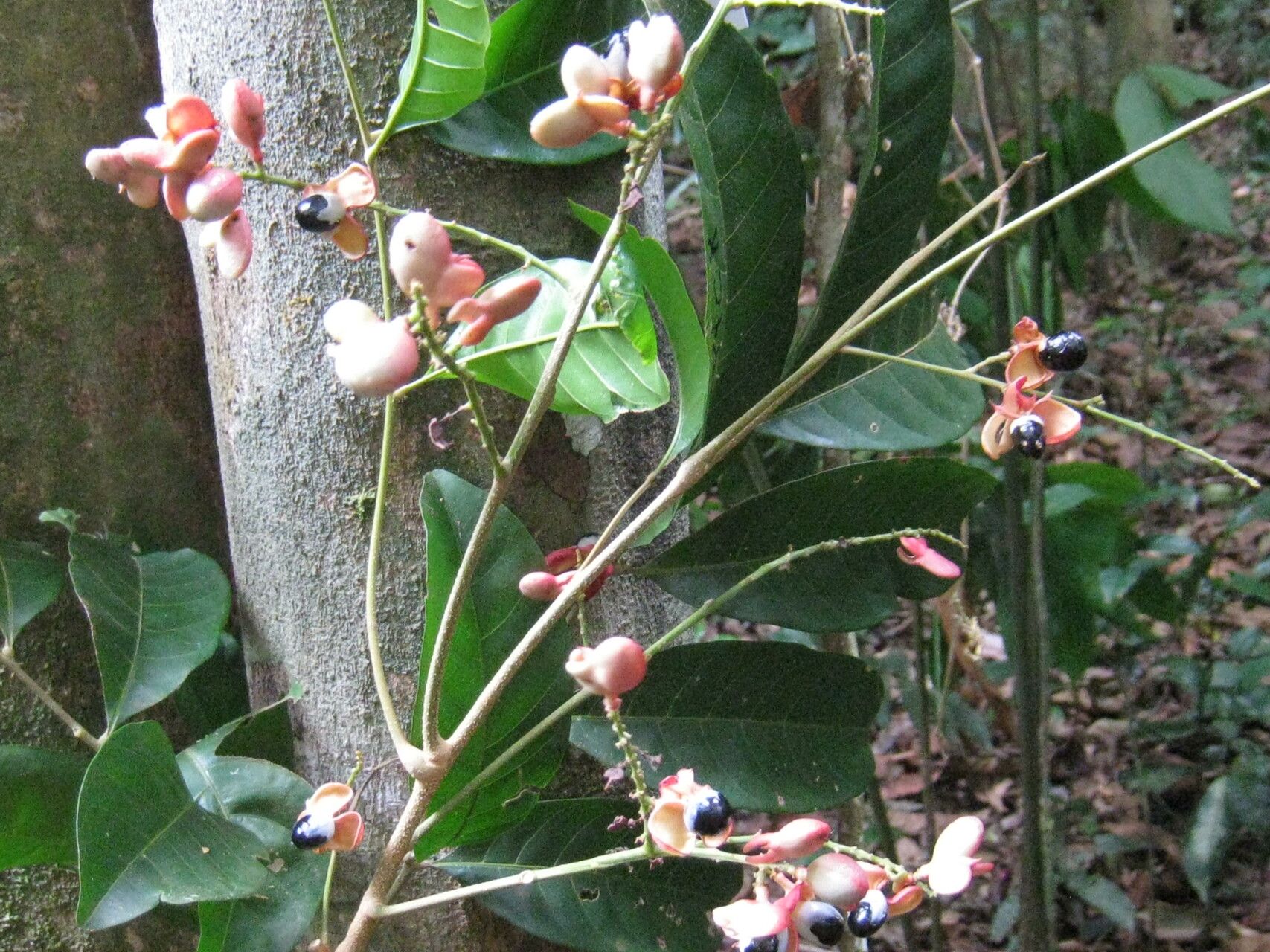 Cupania macrostylis fruit
