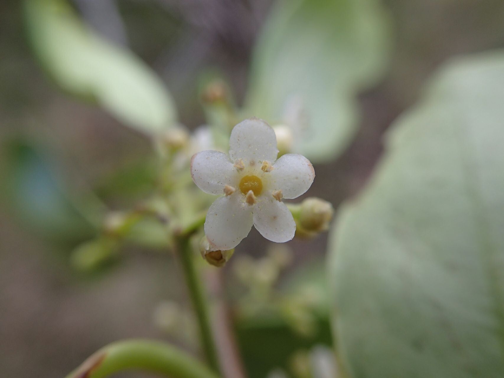 Ilex sebertii flower