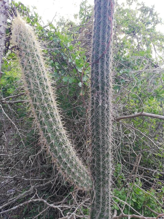 Pilosocereus gaumeri bark