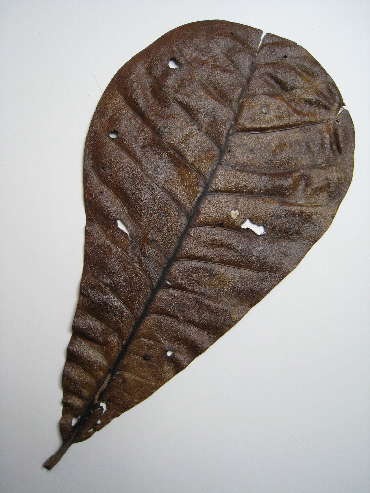 Anacardium giganteum other