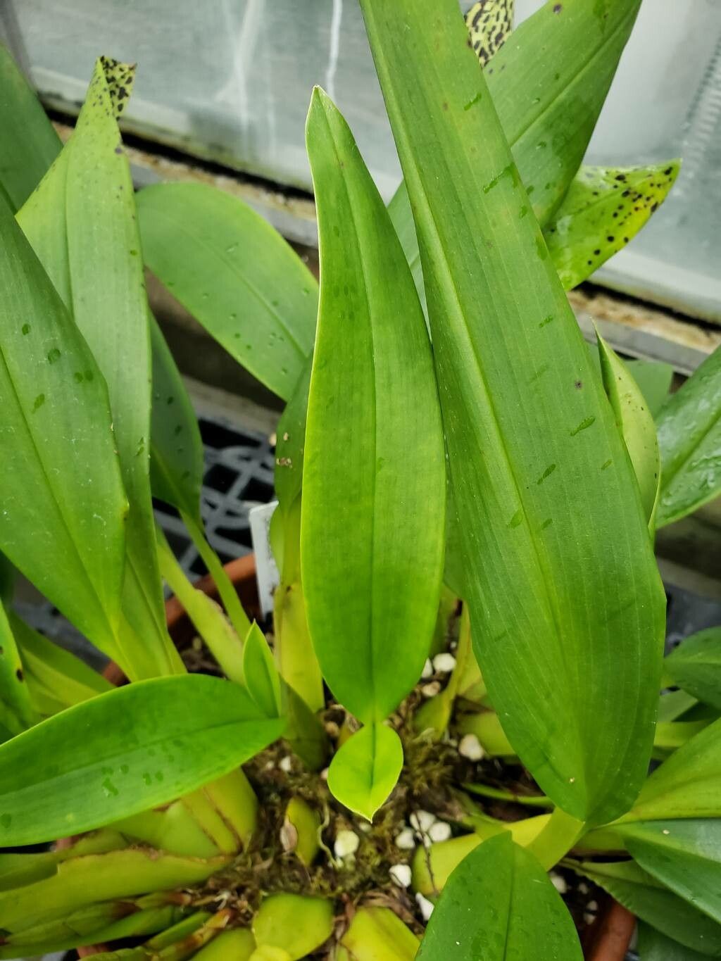 Maxillaria molitor leaf