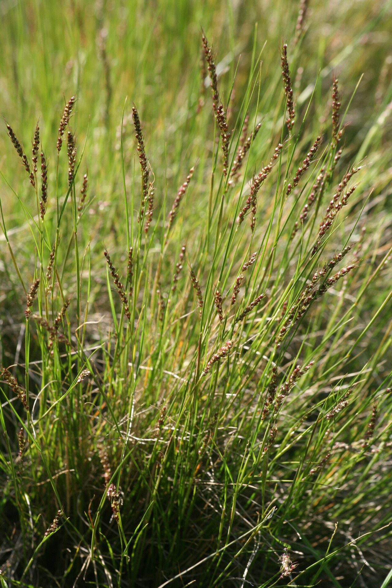 Piptochaetium montevidense — related species from the same genus