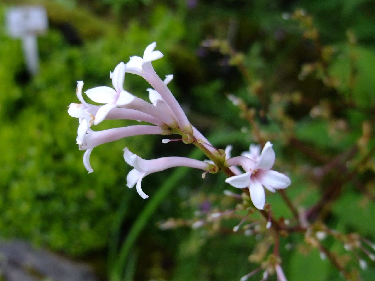 Syringa tomentella flower