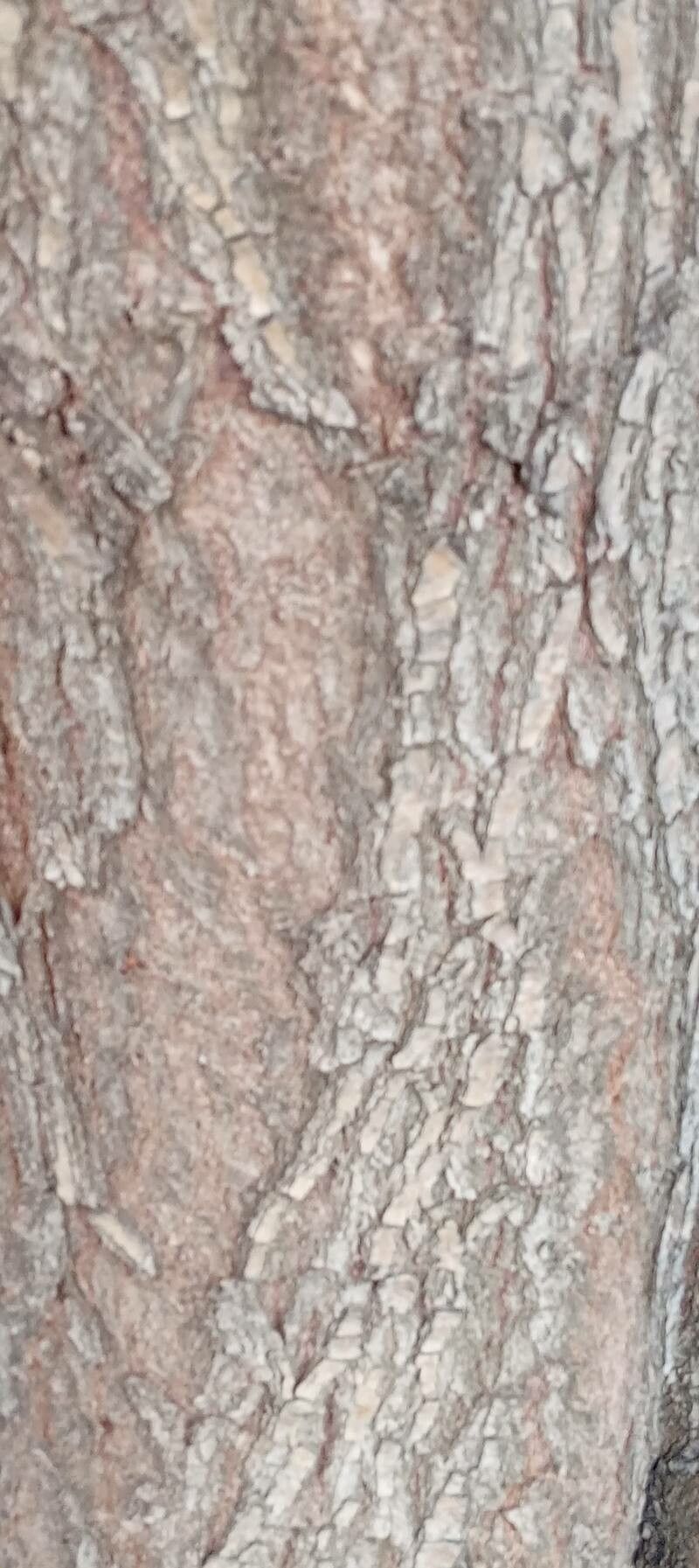 Salix matsudana bark