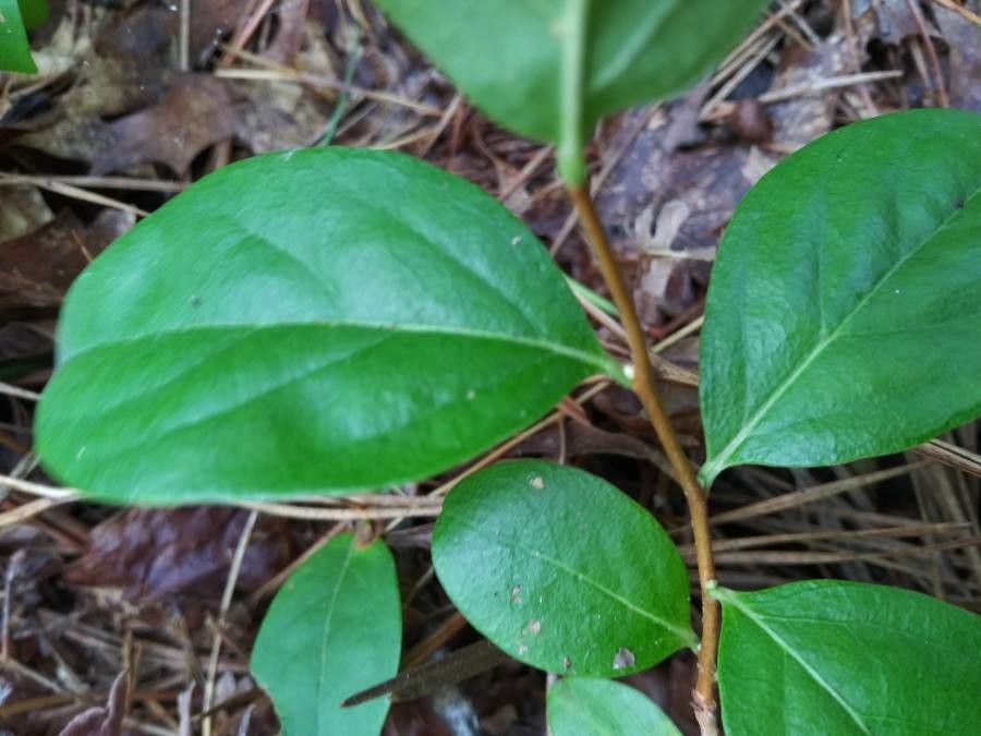 Lyonia mariana bark