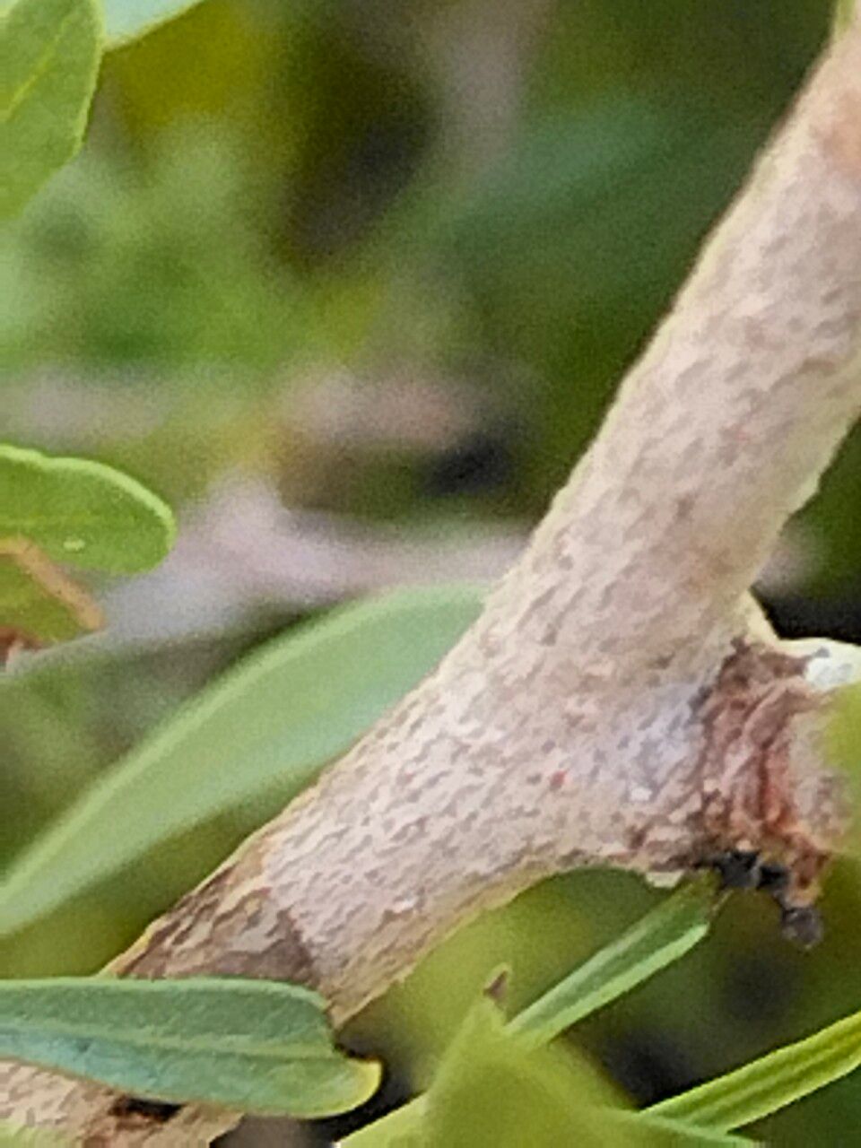 Searsia pentaphylla bark