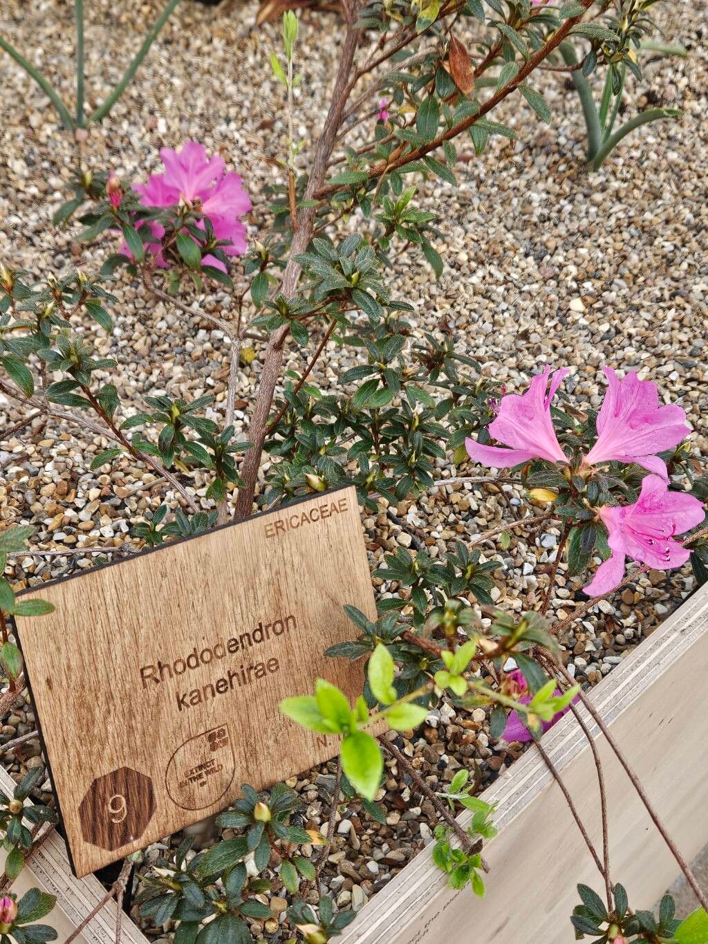 Rhododendron kanehirae habit