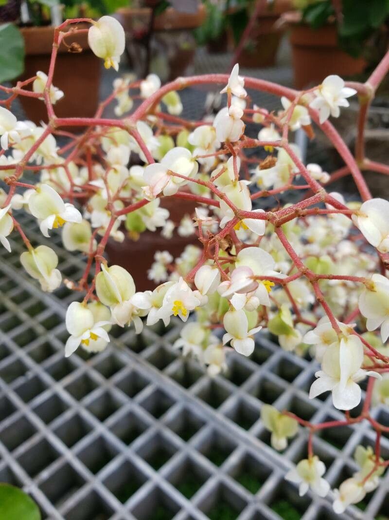 Begonia petasitifolia flower