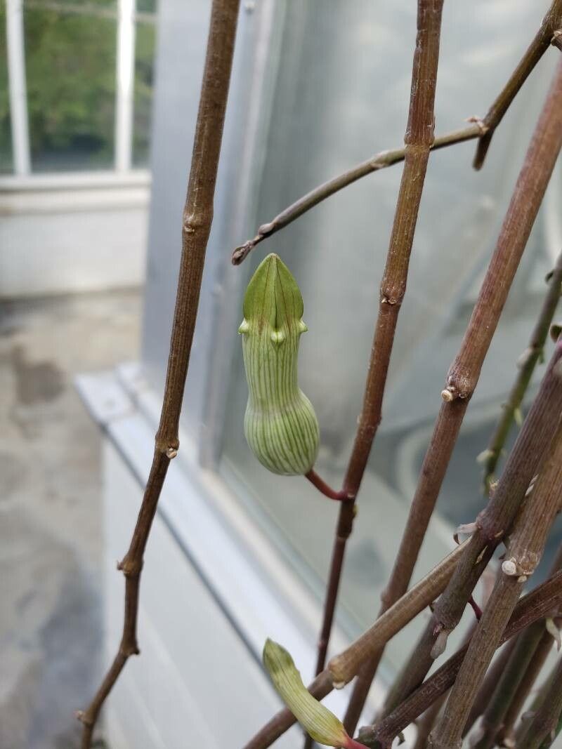 Ceropegia ampliata flower