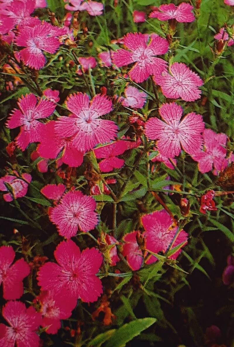 Dianthus imereticus — houseplant care guide