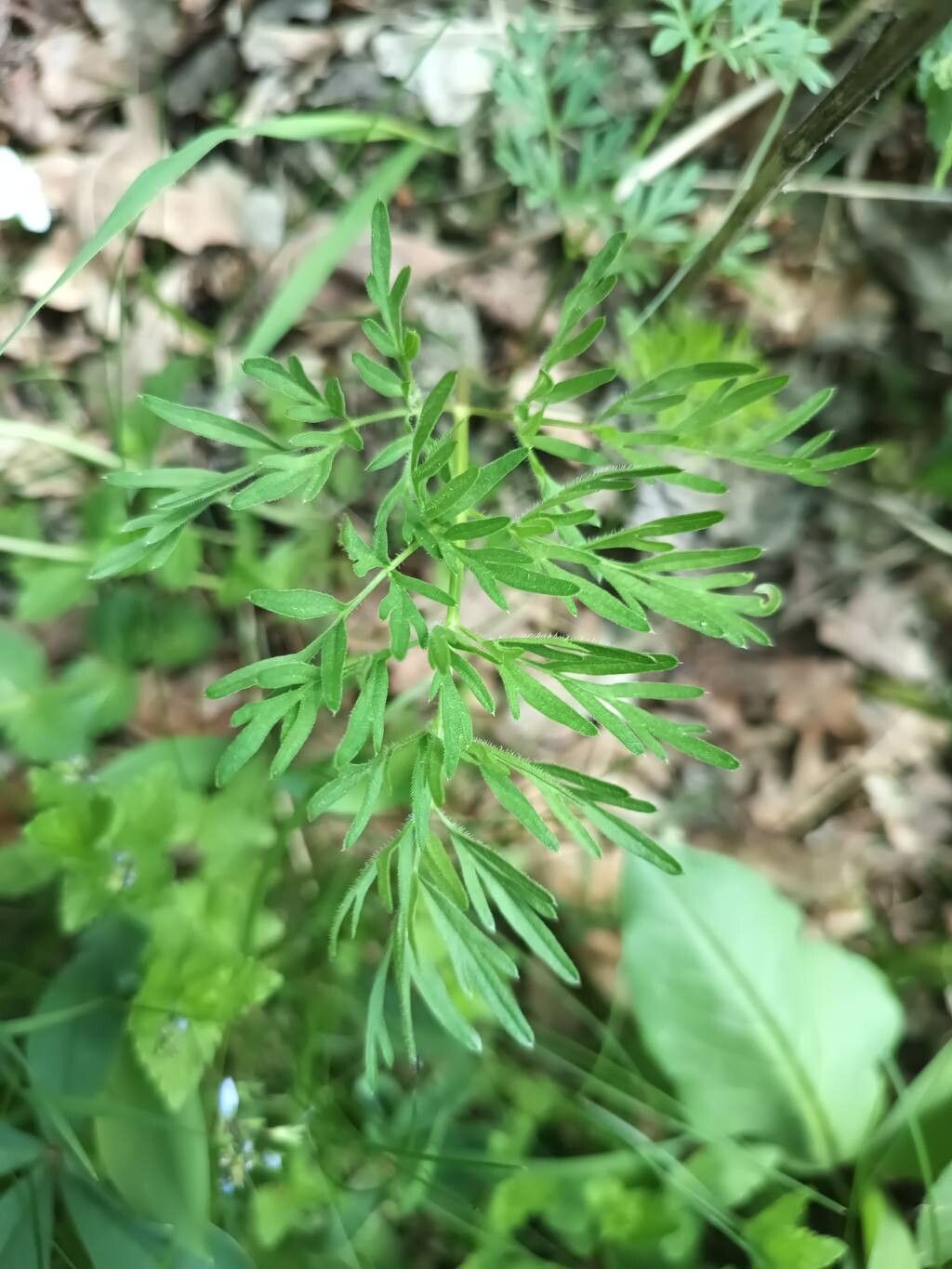 Laserpitium prutenicum — search result for 'Central and southern Europe'