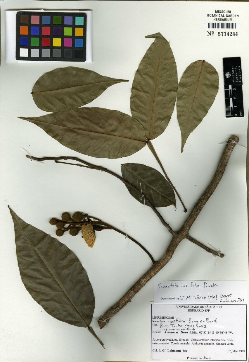 Swartzia ingifolia — houseplant care guide