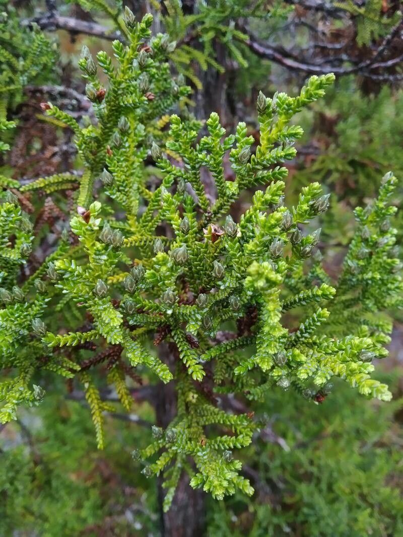 Pilgerodendron uviferum — search result for 'Cupressaceae'