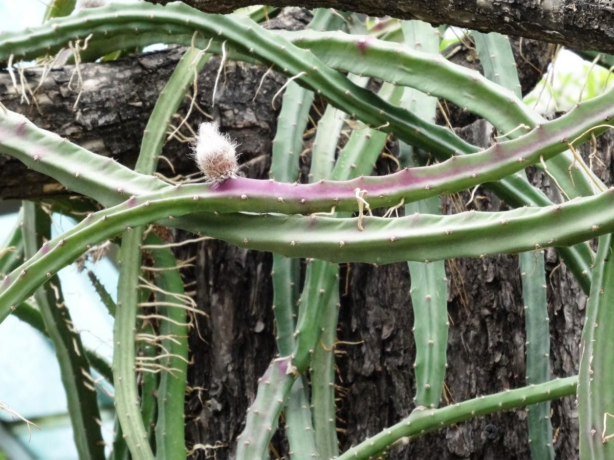Selenicereus macdonaldiae flower