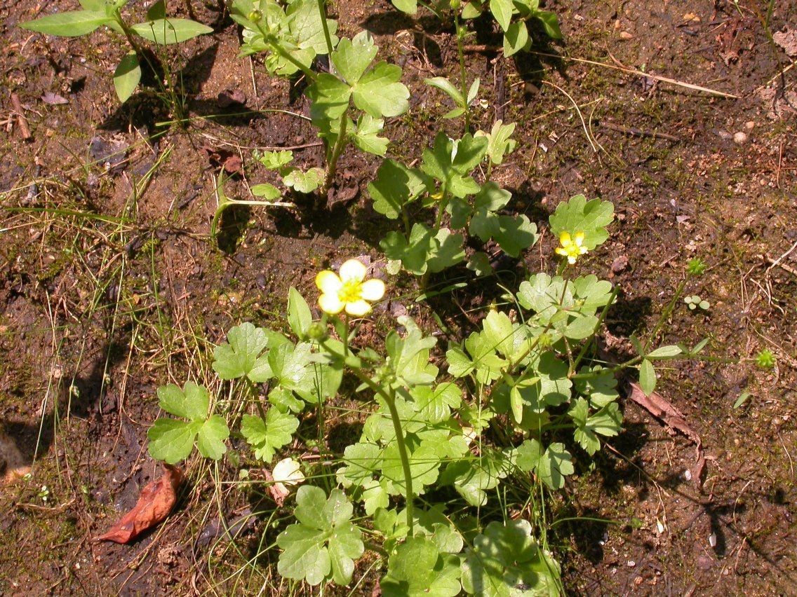 Ranunculus harveyi habit