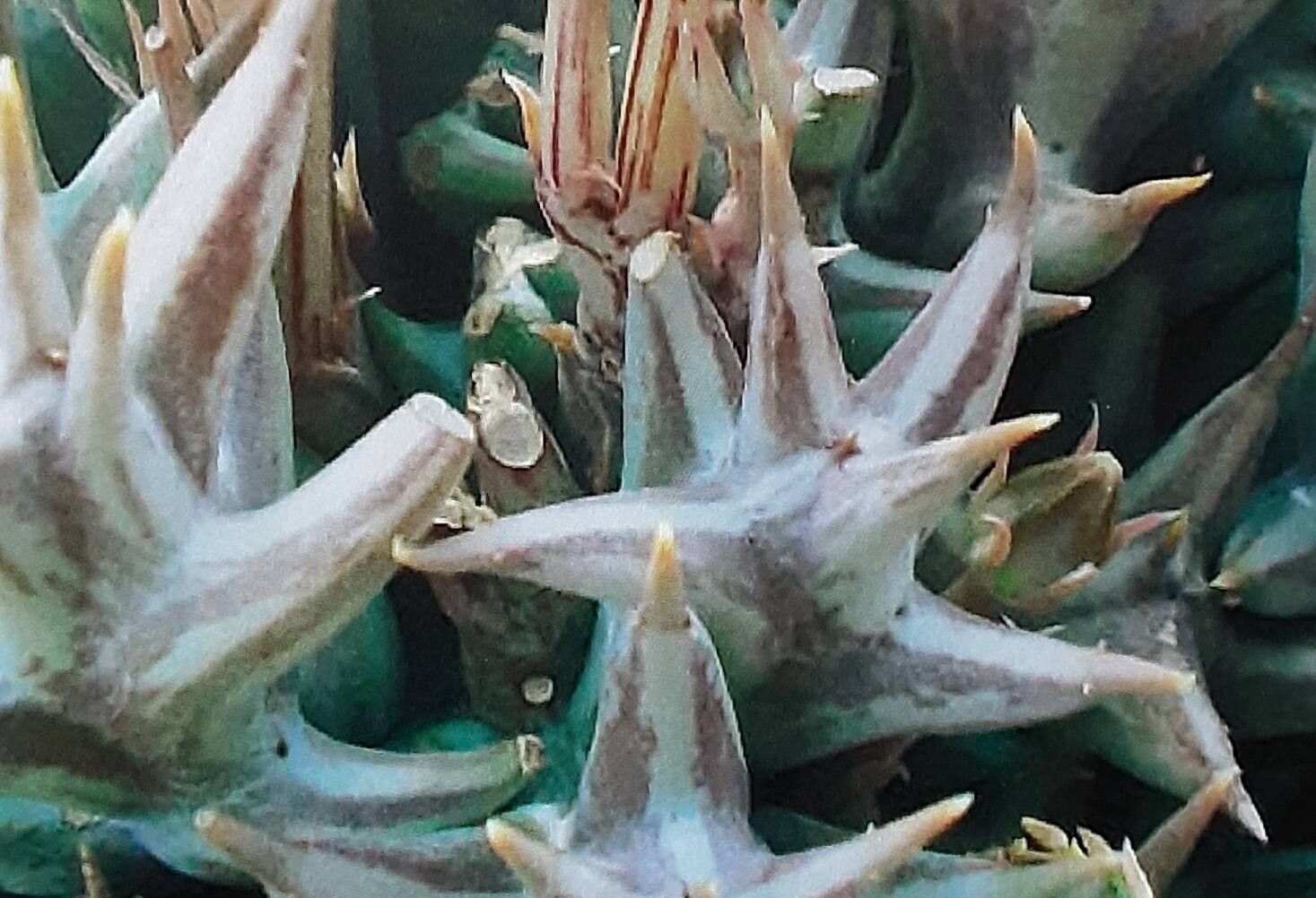 Orbea umbracula — search result for 'Orbea'