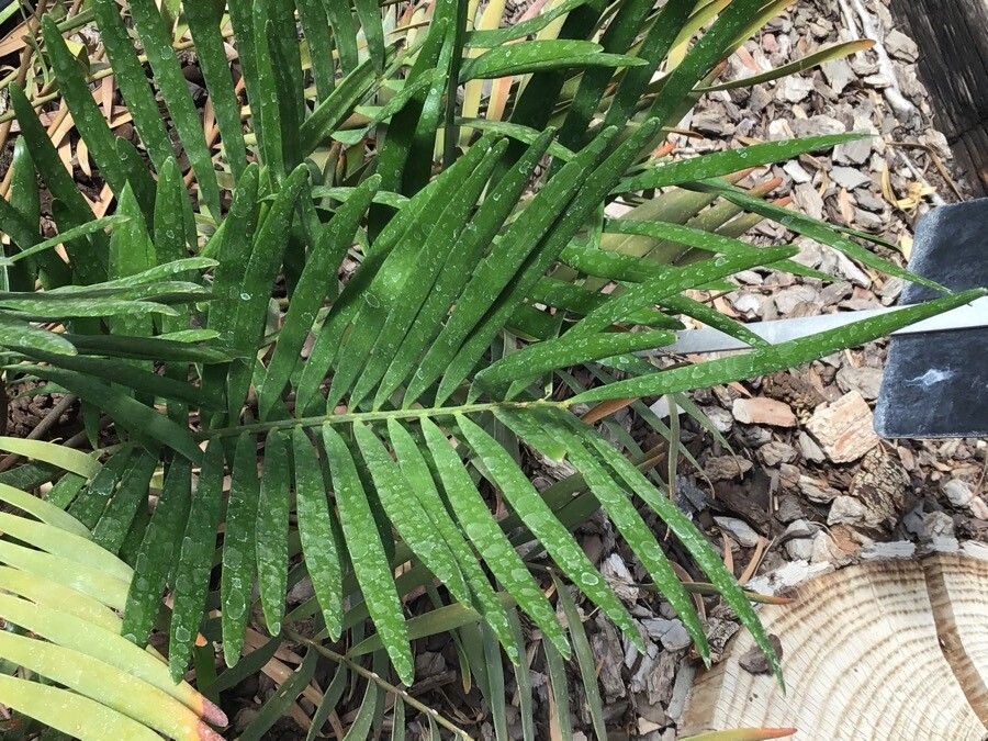 Zamia pumila — search result for 'Cycas'