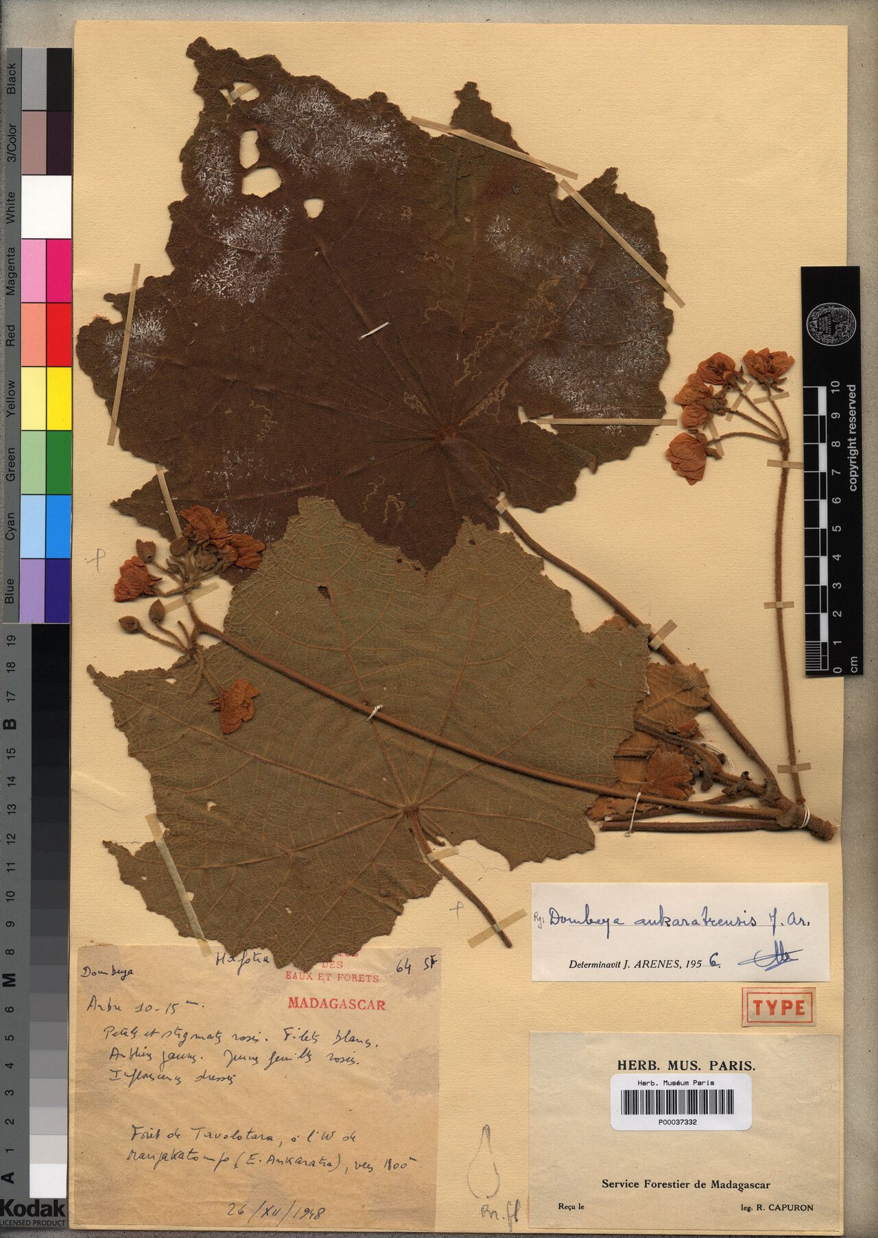 Dombeya ankaratrensis — houseplant care guide