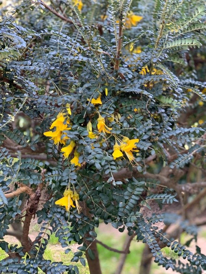 Sophora denudata leaf