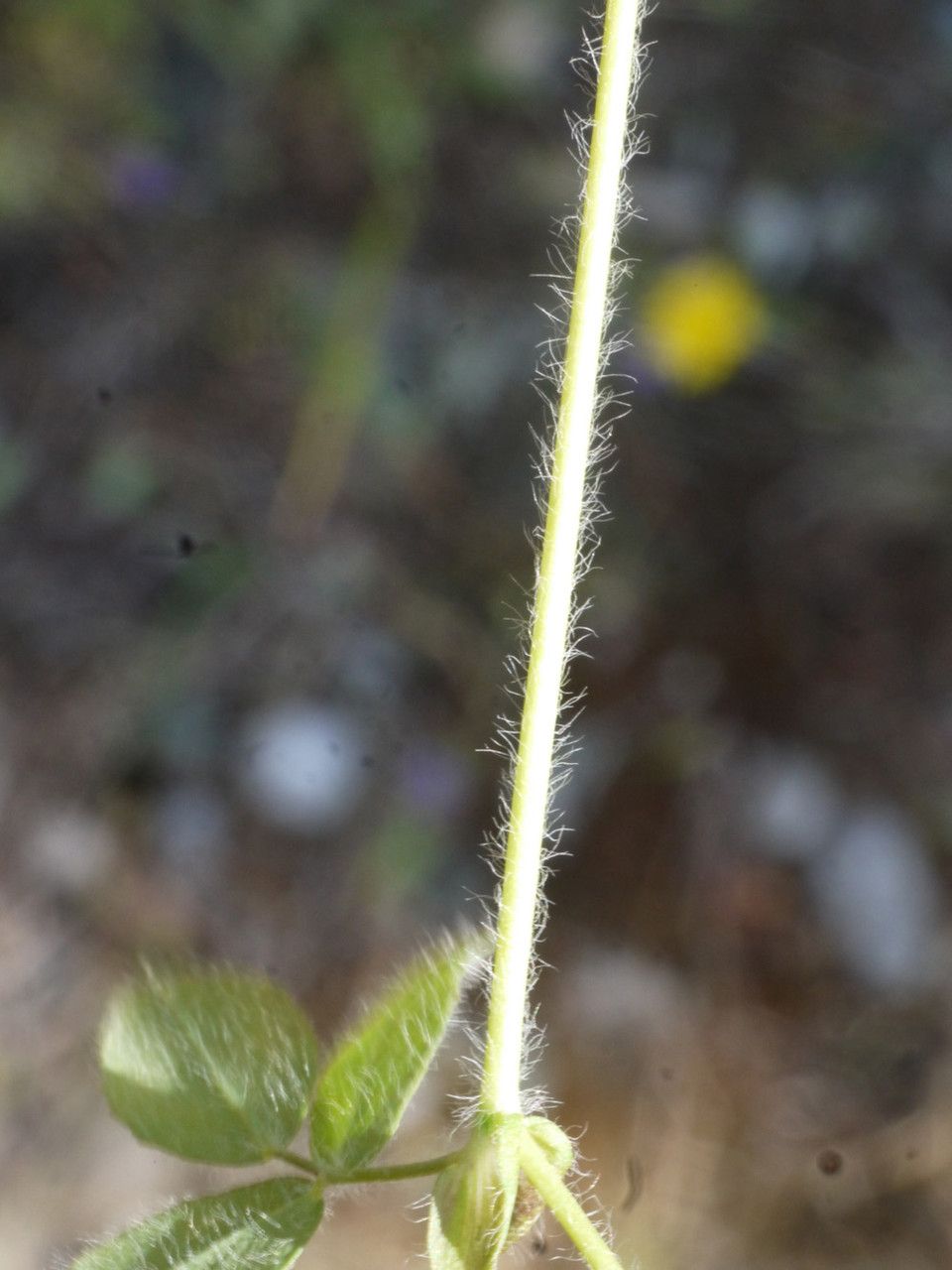 Trifolium boissieri bark