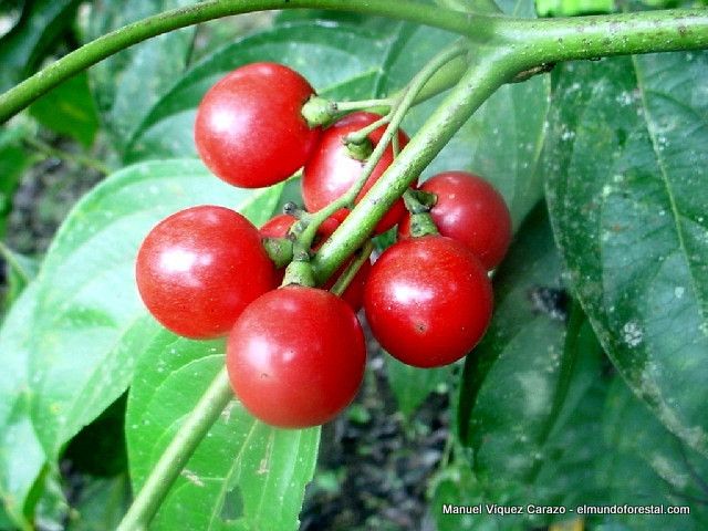 Cordia lucidula fruit