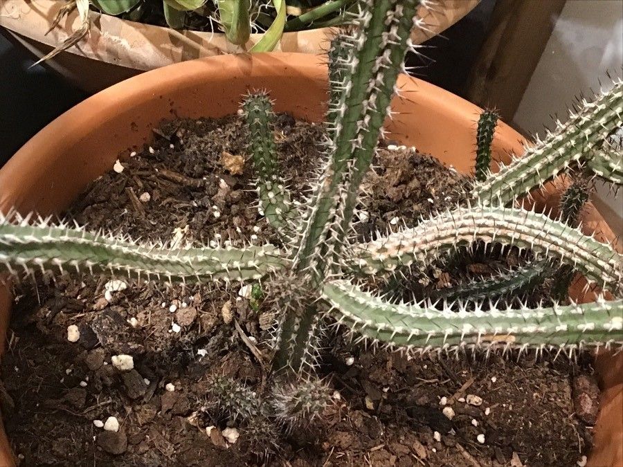 Euphorbia × balfourii — houseplant care guide