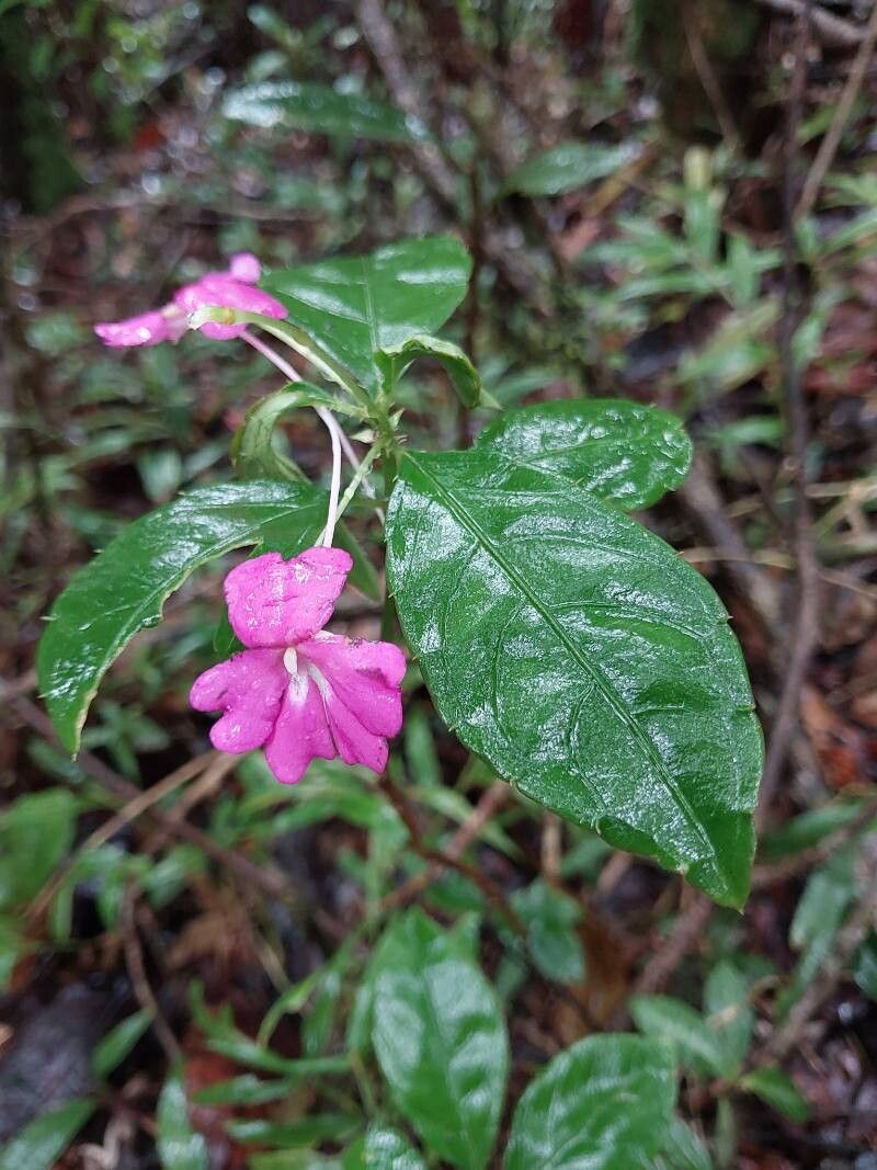 Impatiens firmula habit