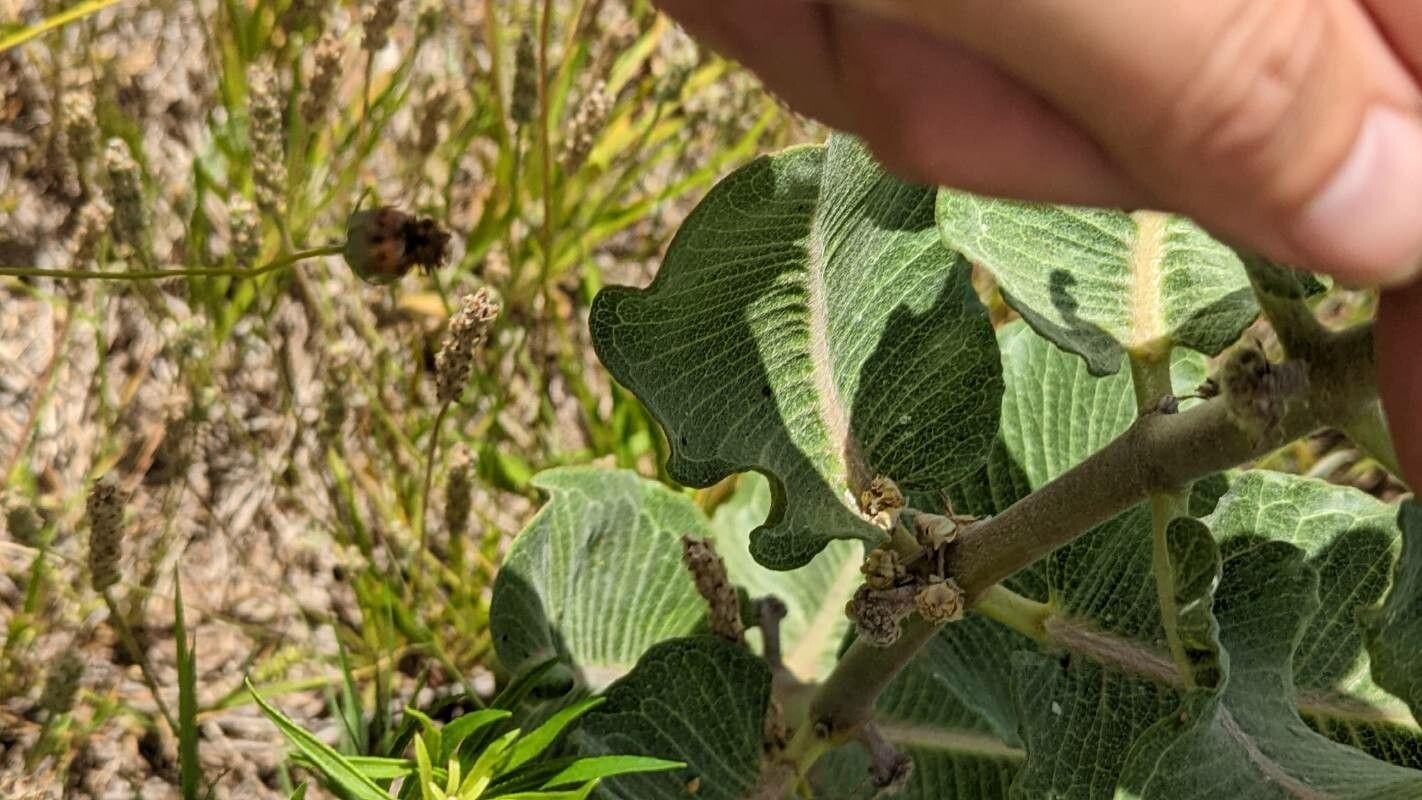 Asclepias arenaria — search result for 'Asclepias'