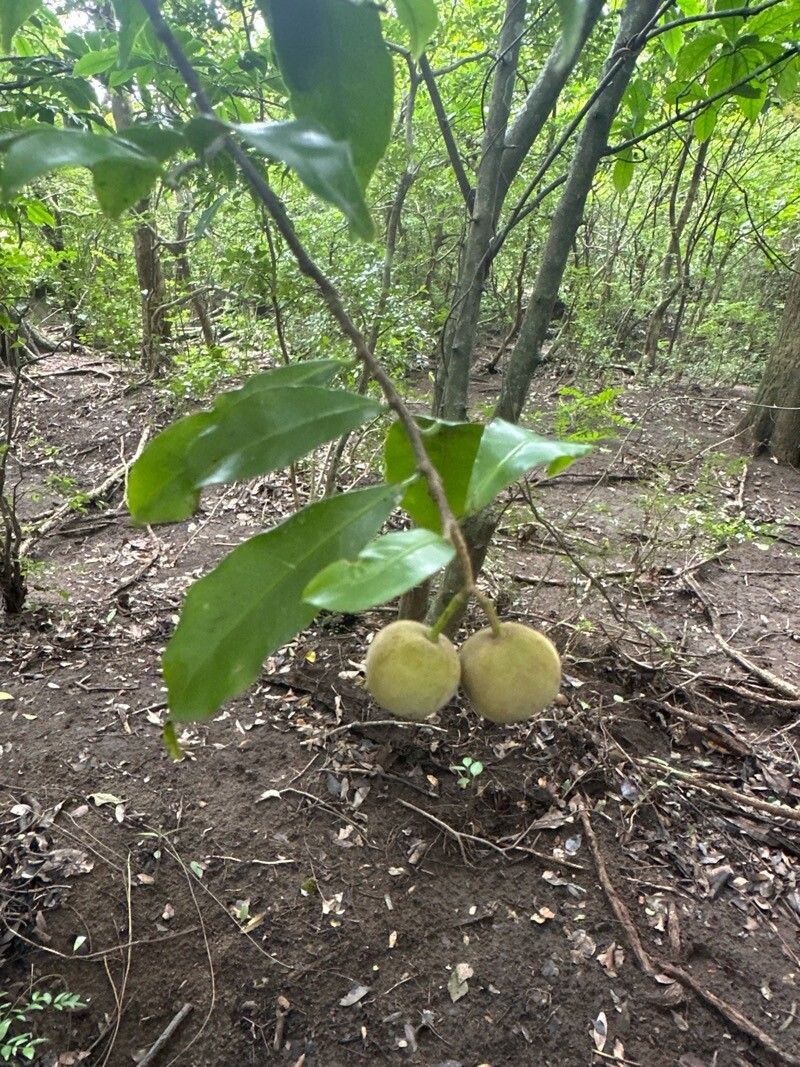 Casearia thamnia — houseplant care guide