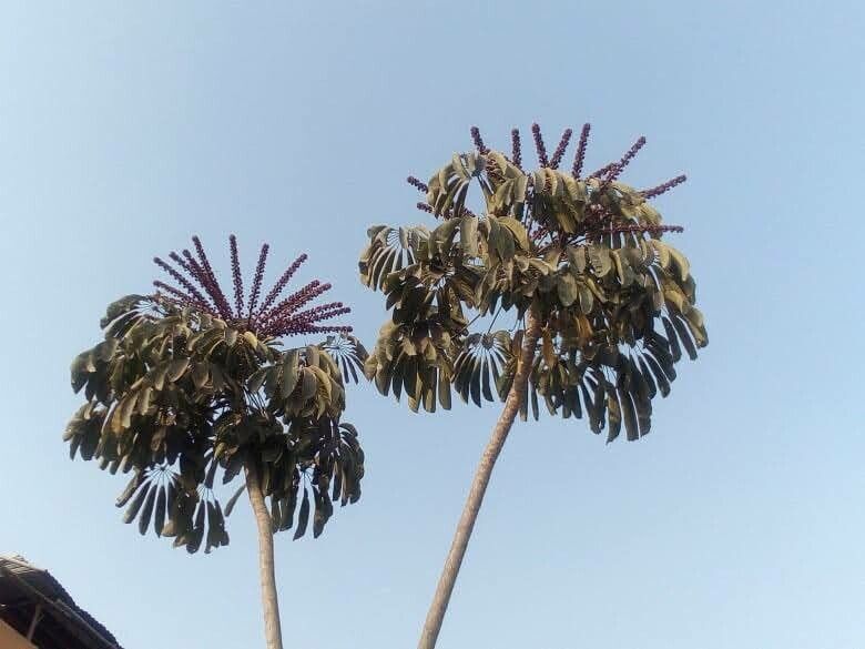 Cecropia peltata bark