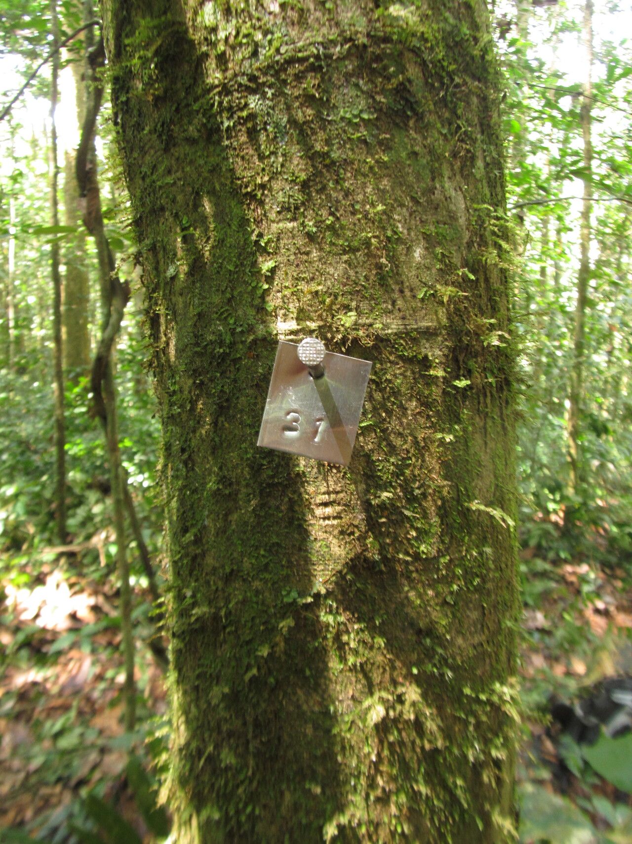 Drypetes ituriensis — houseplant care guide