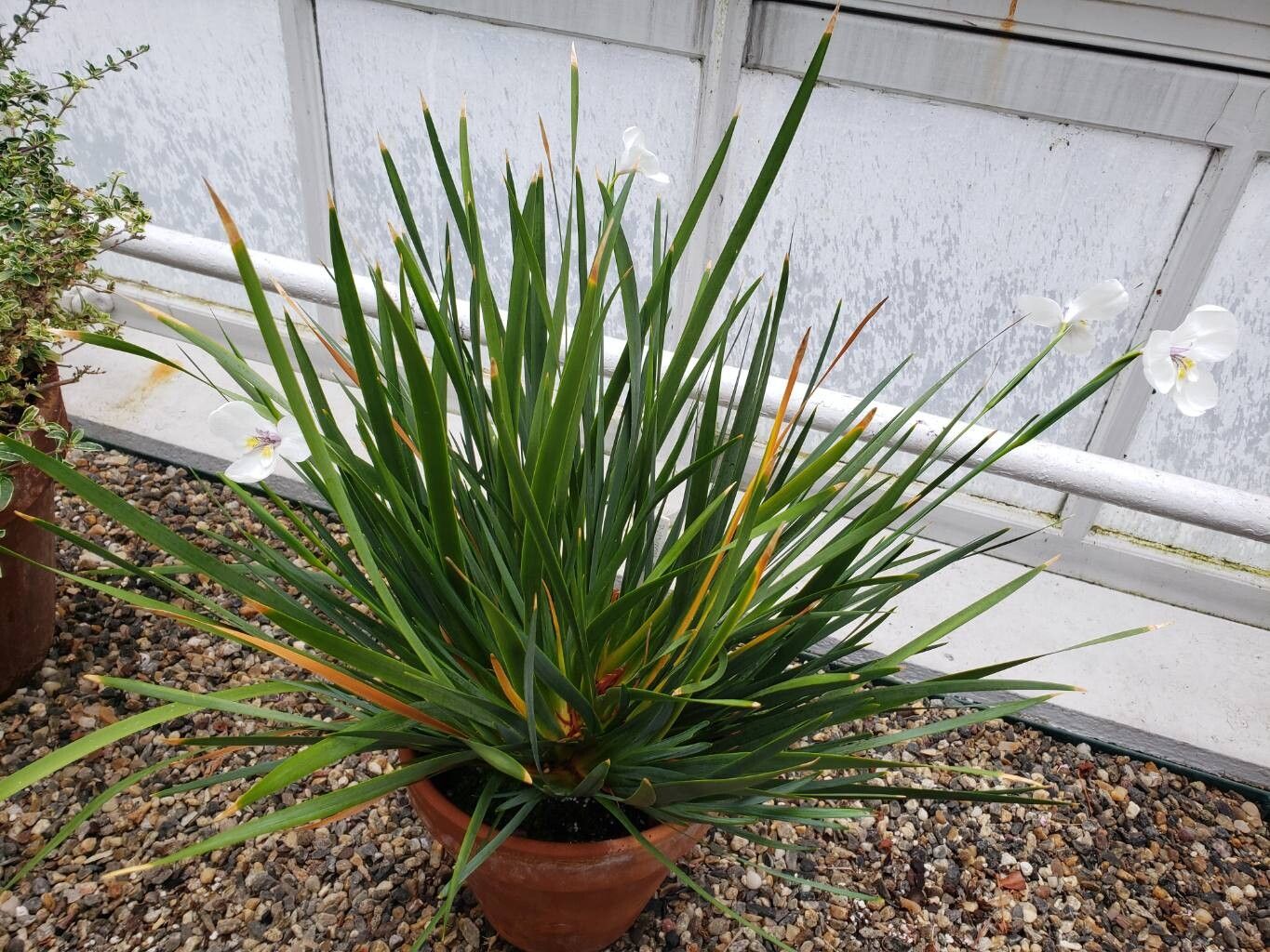 Diplarrena moraea habit