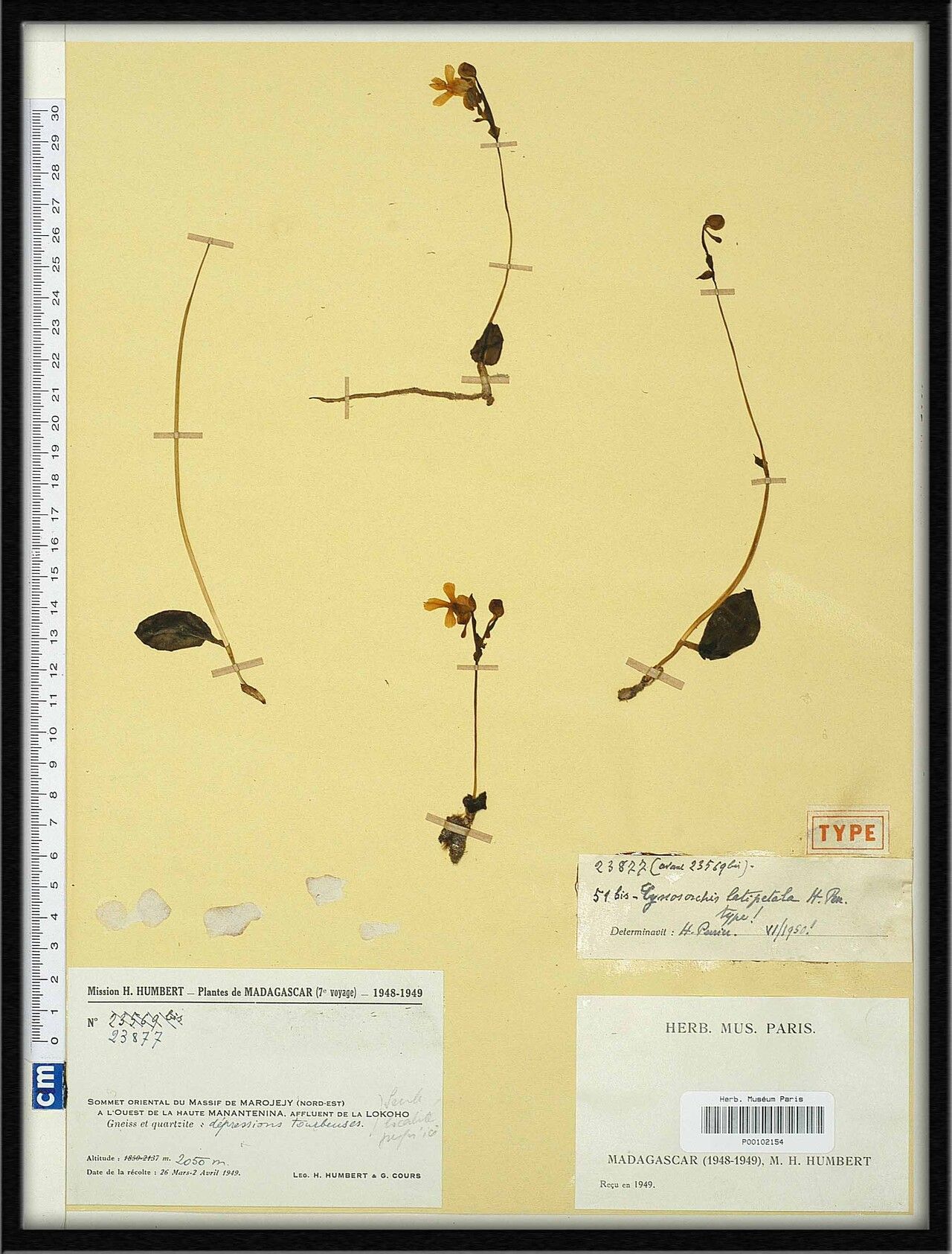 Cynorkis latipetala — houseplant care guide