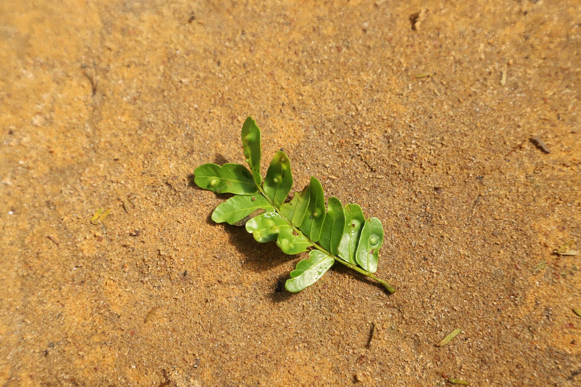 Newtonia glandulifera leaf