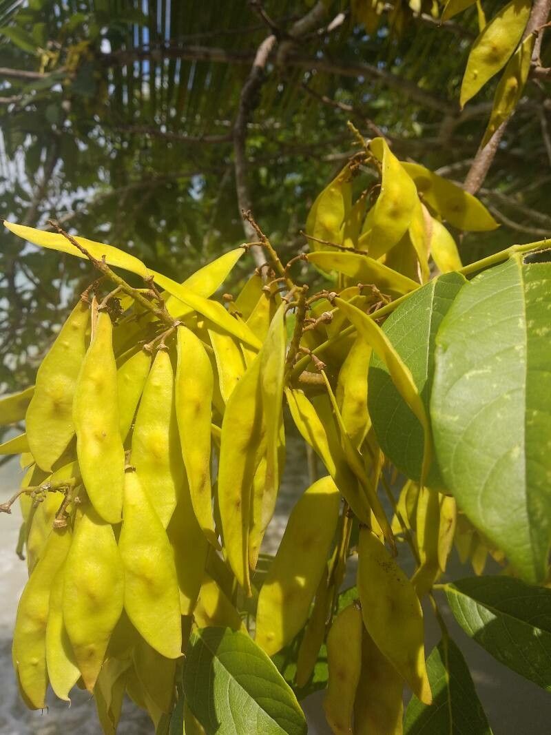 Lonchocarpus punctatus fruit