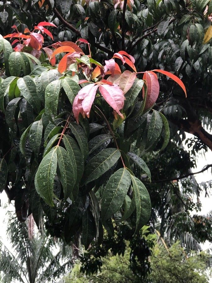 Pentaspadon motleyi — search result for 'Solomon Islands'