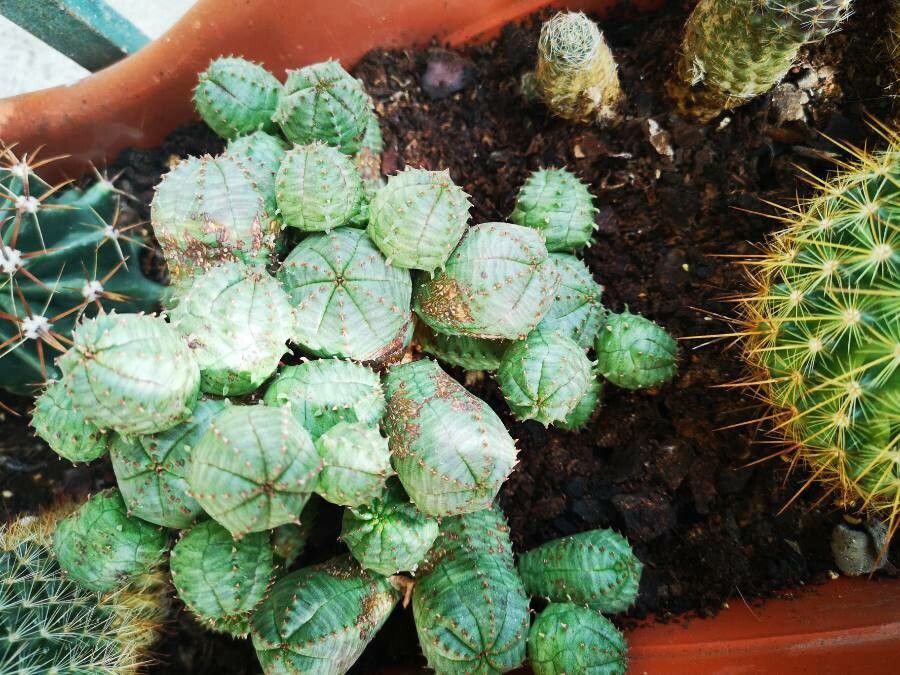 Euphorbia pseudoglobosa bark