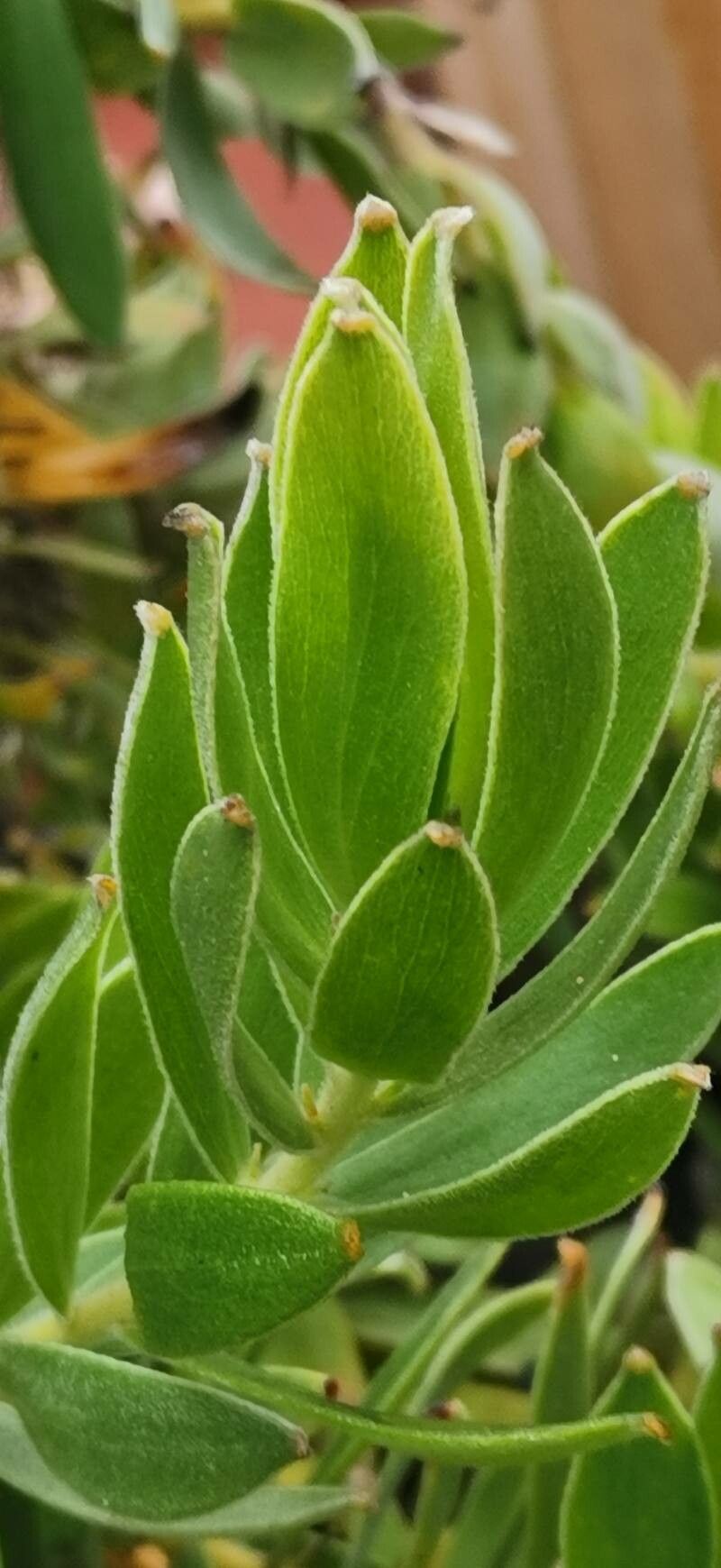 Leucospermum oleifolium — search result for 'Leucospermum'