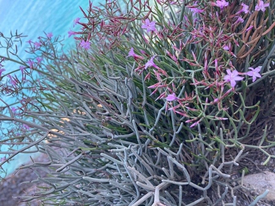 Limonium insigne — search result for 'Limonium'