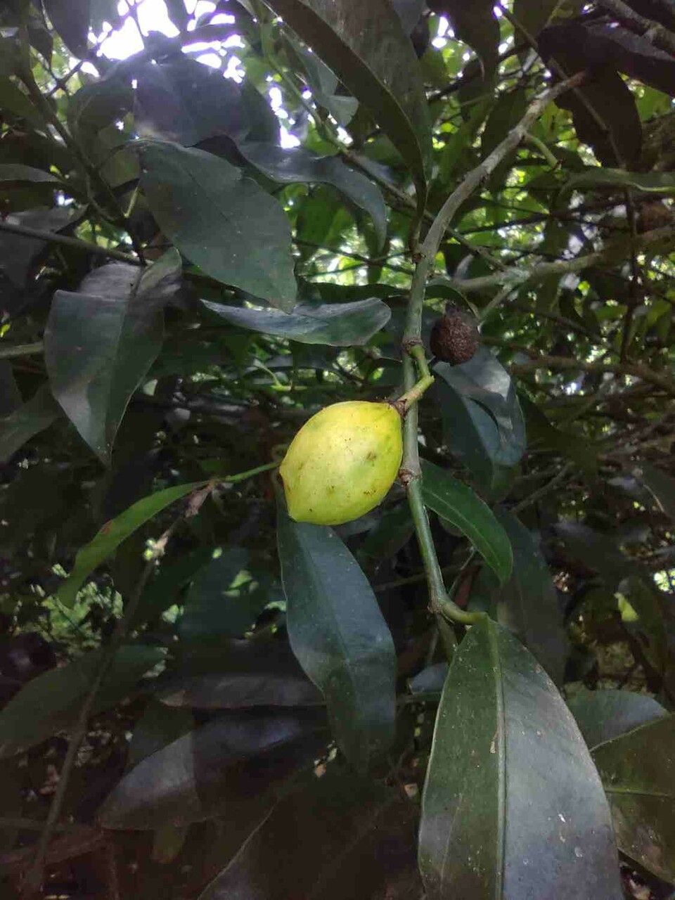 Garcinia gardneriana fruit
